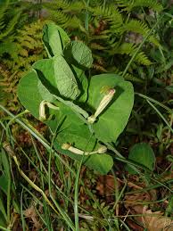 Image result for Aristolochia zenkeri