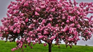 We did not find results for: Crab Apple Trees Bust Or Boon