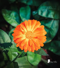 Image result for Stellaria mannii