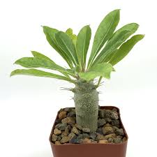 Image result for Pachypodium saundersii