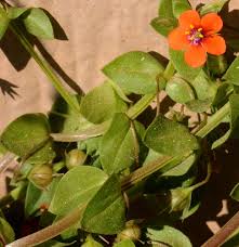 Image result for Anagallis barbata