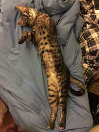 Pin By Kristine On Cheetoh Pixie Bob Bengal Savanah Cat Savanah Cat Cool Cats Cats