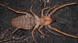 The camel spider (aka wind scorpion spider, sun spider) is mostly found in the southwest us & southern africa. Camel Spiders Use Powerful Jaws To Slice Through Birds Video