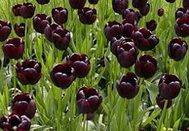 We did not find results for: Black Tulips Add Drama