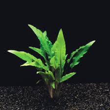 In its native land, the beginners may think that the cryptocoryne wendtii has died off but after some time the plant will. Gruner Wendtscher Wasserkelch Cryptocoryne Wendtii Grun Bestellen Petfriends Ch