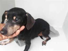 It's also free to list your puppies and litters on our site. Mynltg3ixtywcm