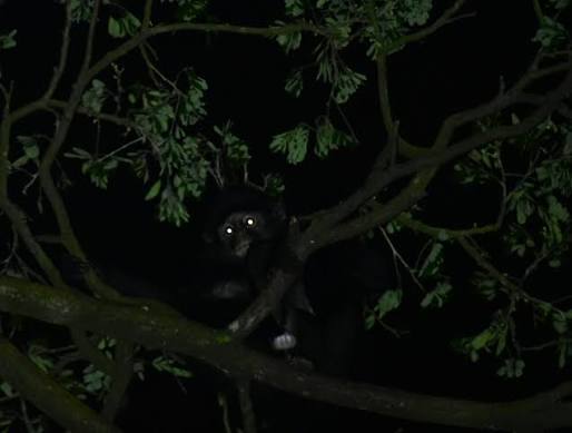Identifying Animal Eyes at Night - MY LEARNING NATURE