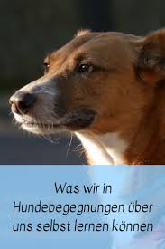 Was Wir In Hundebegegnungen Uber Uns Selbst Lernen Konnen Hunde Hunde Erziehen Hunde Sprache
