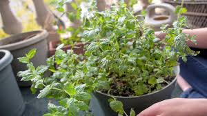Peppermint (mentha piperita) is a hardy perennial herb that is a hybrid of watermint and spearmint. Growing Mint In Containers Planting Harvesting And Pruning Youtube