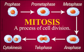 Different Branches Of Biology