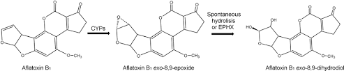 Biotransformation Route Of Aflatoxin B 1 Into Aflatoxin B 1 Download Scientific Diagram