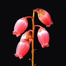 Image result for Agarista salicifolia