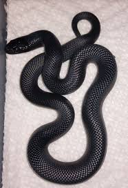 Black And White Snake Northern California Mexican Black Kingsnake Western Black Kingsnake Pretty Snakes Mexican Black Kingsnake Pet Snake