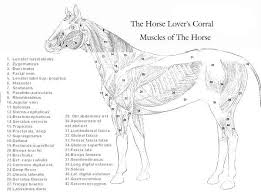 Equine Muscle Chart Equine Massage Therapy Horse Care