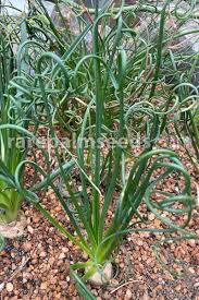 Image result for Albuca virens