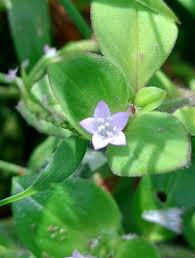 Image result for Richardia brasiliensis