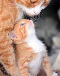 do you love cats on twitter cute cats cute animals kittens cutest
