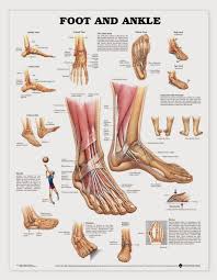 This Chart Shows Foot And Ankle Bone And Ligament Anatomy