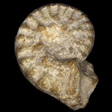 Image result for Pycreus mortonii