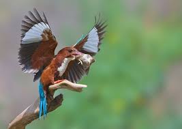 Black Bird With White Stripes On Wings And Tail Beauty Of Wildlife Birds Kingfisher Blue Back Birds