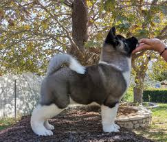 The american akita is a unique breed of dog. Sensational American Akita Dogs Home Facebook