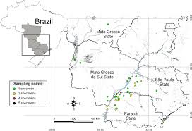 Image result for Urochloa arrecta