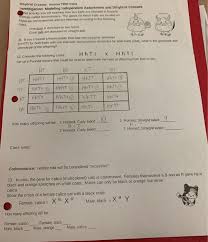 Solved Dihybrid Crosses Involve Two Traits Investigation Chegg Com