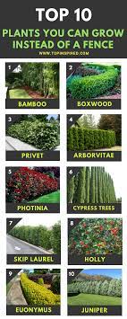 Top 10 Beautiful Plants You Can Grow Instead Of A Fence Backyard Trees Natural Fence Fence Plants