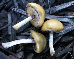 Which Strain In The Most Potent The Psychedelic Experience Shroomery Message Board