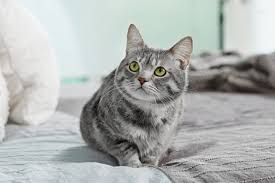 Liegt es vielleicht irgendwie am geruch der mieterin oder dass sie nicht in die wohnung reindarf? Hilfe Meine Katze Pinkelt Ins Bett Ursachen Losungen Zooplus