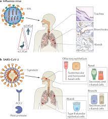 Influenza viruses, of which there are many strains that evolve constantly, require no one knows whether the virus will evolve into a pandemic strain , but flu viruses constantly change, kawaoka said. Influenza Virus And Sars Cov 2 Pathogenesis And Host Responses In The Respiratory Tract Nature Reviews Microbiology