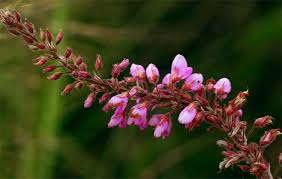 Image result for Pseudarthria