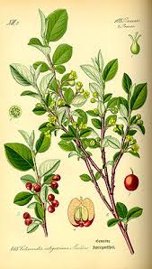 Botanischer name cotoneaster dammeri 'coral beauty'. Zwergmispeln Wikipedia