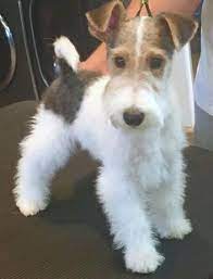 Is a wire haired fox terrier right for me? Wire Hair Fox Terrier Wire Hair Fox Terrier Fox Terrier Puppy Wirehaired Fox Terrier Wire Fox Terrier