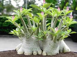 La Rose Du Desert Une Plante A Caudex A L Allure De Bonsai Paperblog Rare Plants Desert Rose Plant Unusual Plants