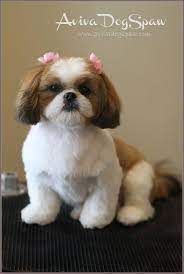 So you should decide on a style that you are willing to put the effort into. Shih Tzu Shih Tzu Puppy Shih Tzu Grooming Dog Haircuts