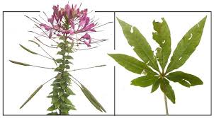 Image result for Cleome spinosa