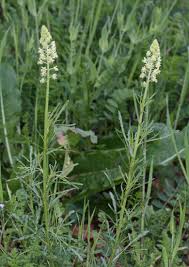 Image result for Resedaceae