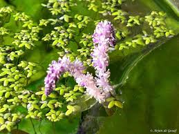 Image result for Aponogetonaceae