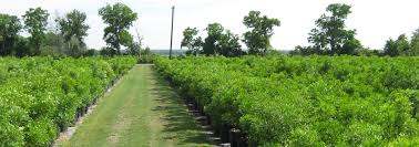 View all funeral homes in texas. Native Texas Nursery Wholesale To Trade Plant Dealer In Austin Texas