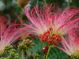Image result for Albizia schimperiana