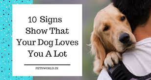 Let them come to you. 10 Signs That Show Your Dog Loves You A Lot