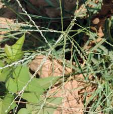 Image result for Digitaria nuda