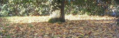 Maybe you would like to learn more about one of these? Economique Faire Son Paillis Au Jardin