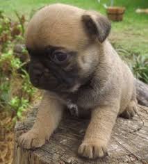 Have shots and therefore are wormed. 47 Jug A Jack Russel Pug Ideas Jack Russell Pugs Dogs
