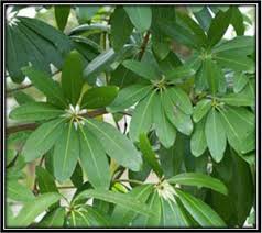 Image result for Alstonia