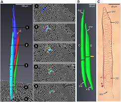 Xylem is a complex permanent tissue that is made up of four types of cells or elements. A Structure And Spatial Arrangement Of Xylem Vessel Elements In The Download Scientific Diagram