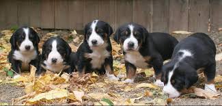 To try to convince you not to purchase a berner puppy or adopt a bernese mountain rescue dog, we just want to make sure that you understand what you might be getting yourself into. Greater Swiss Mountain Dogs Breeder Cornerstone Greater Swiss Mountain Dogs