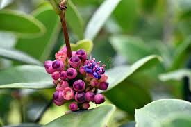 Image result for Memecylon