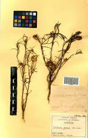 Image result for Centaurea praecox